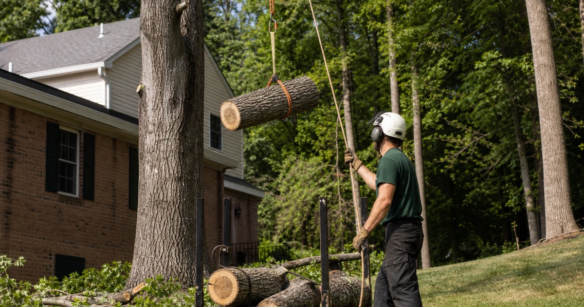 Worker walking a compact tracked stump grinder through a narrow rear gate between two Elkridge townhouse rows, the machine sized to the opening.