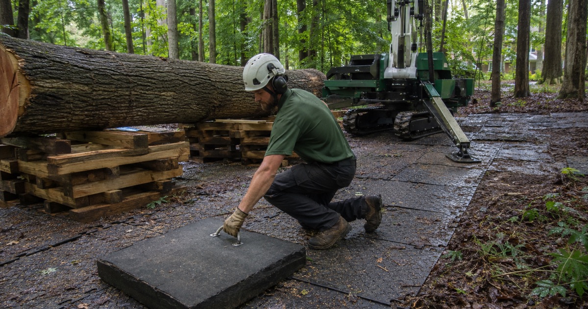 Worker in an aerial lift at the opening union of a northern red oak on an Ilchester subdivision lawn.