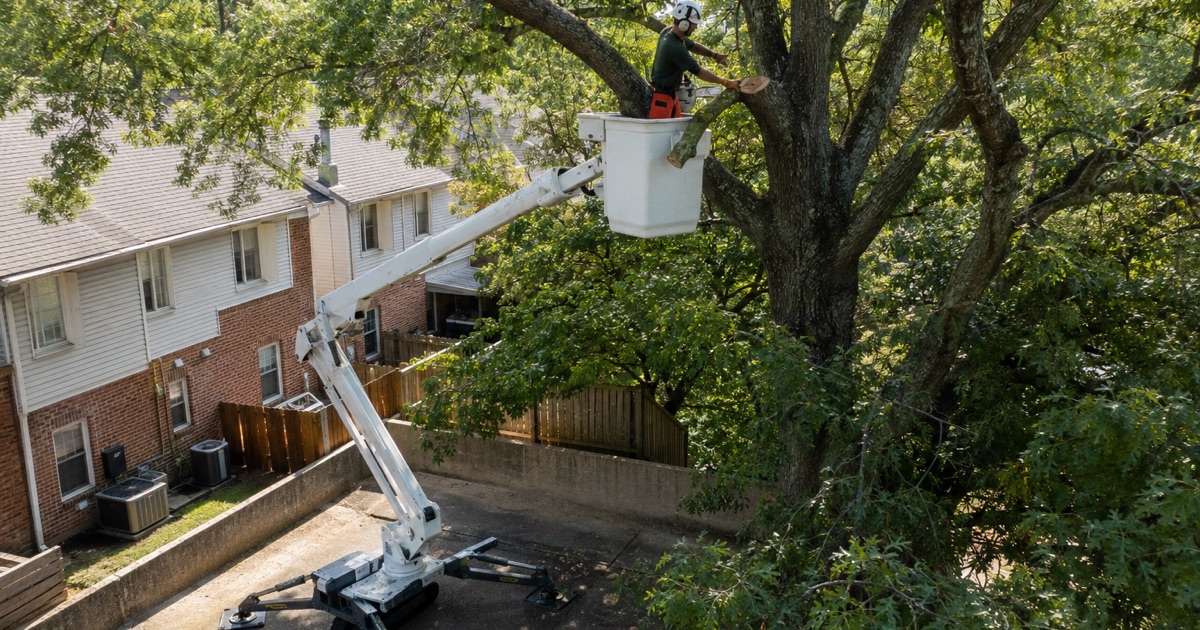 Worker in an aerial lift making a reduction cut at the branch collar of a willow oak over a Severn townhouse row.